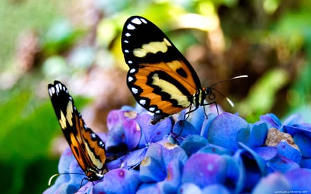 TWO WONDERFUL BUTERFLIES - nature, animals, colored, butterflies