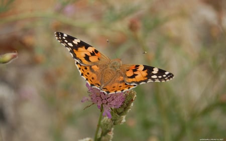 BUTTERFLY - nature, animals, colored, butterflies