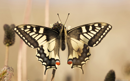 BEAUTIFUL BUTTERFLY - nature, colored, animals, butterflies