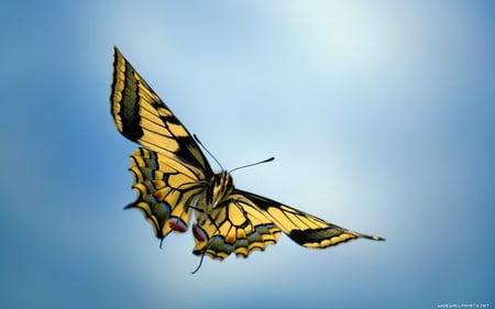 BUTTERFLY IN FLIGHT - nature, animals, colored, butterflies