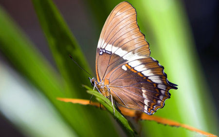 BEAUTIFUL BROWN BUTTERFLY - nature, animals, colored, butterflies