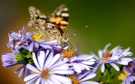 BUTTERFLY ON BLUE FLOWERS - nature, colored, animals, butterflies