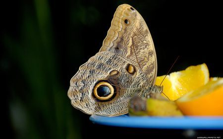 BUTTERFLY - nature, colored, animals, butterflies