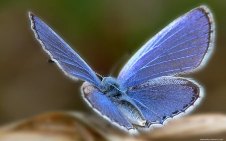 BLUE BUTTERFLY - nature, animals, colored, butterflies