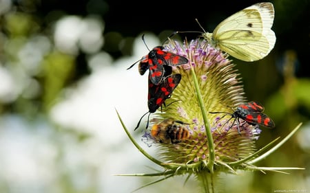 INSECTS - nature, colored, animals, butterflies