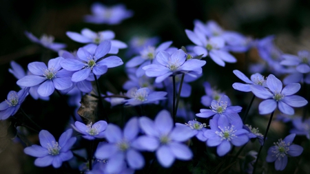 Delicate Flowers - nature, flowers, flower, delicate