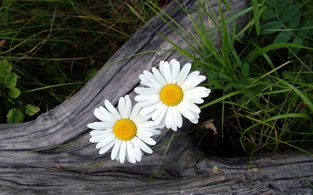 Two daisies - daisies, flowers, flower, nature