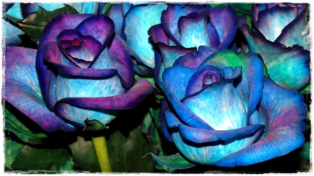 Blue Roses - natyre, roses, rose, blue