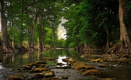 Trees roots near river - tree roats, river, trees, nature, forest, stones