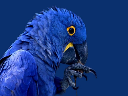 Blue Parrot - bird, parrot, nature, blue