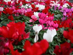 CYCLAMEN