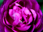 PURPLE ROSE