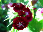 DIANTHUS