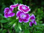 DIANTHUS