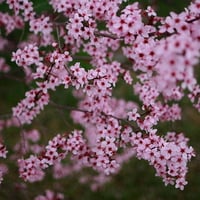 PLUM TREE BLOSSOMS