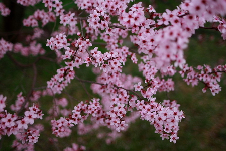 PLUM TREE BLOSSOMS - blossoms, spring, plum, tree