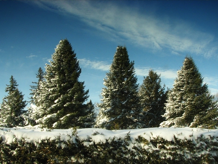 Lastest winter - sky, tree, nature, landscape