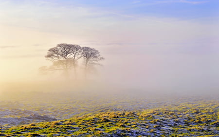 Mist - nature, mist, landscape, tree, sky