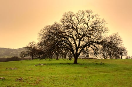 Golden sunset - nature, sky, tree, grass