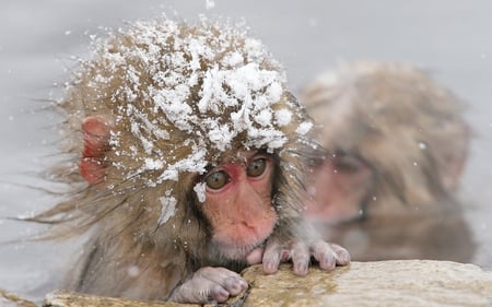 Snow monkey - monkey, primate, animal, winter, snow