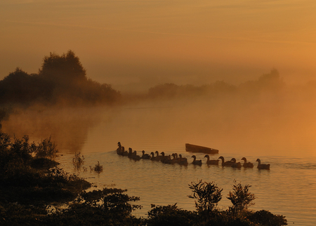 Early Morning Swim... - beautiful, foggy, morning, duckling, shot, swimming, lake, ducks, early