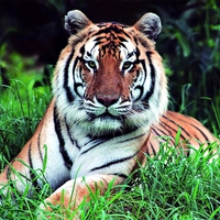 South china tiger