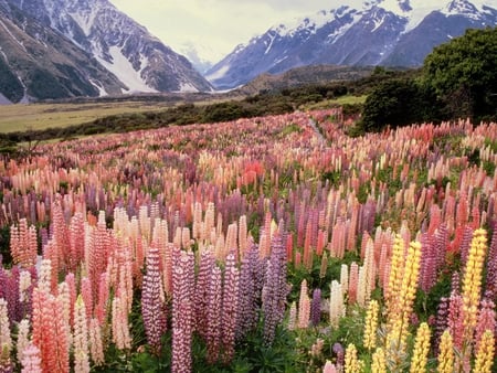 wild lupines - flowers, landscape, np, lupines, mount cook, wild, new zealand