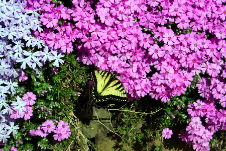 FLOX WITH BUTTERFLY - butterfly, flowers, white, pink