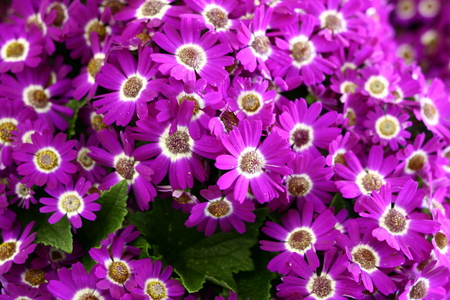 PRETTY PURPLE - flowers, purple, pretty, plant