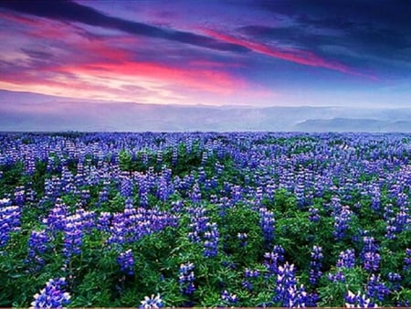 lupine field in the morning - nature, sky, purple, red, field, flowers, sunrise, lupine