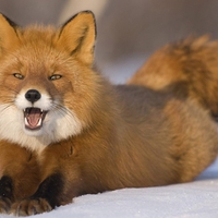 fox