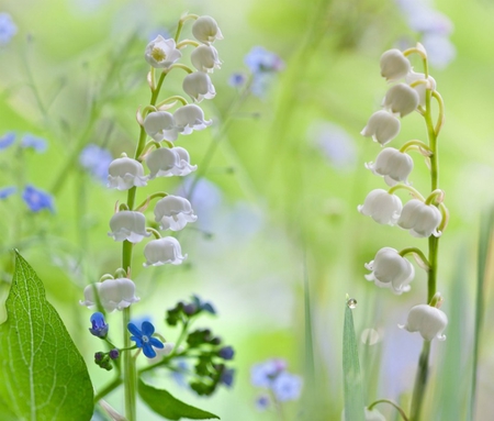 lily of the valley - white, nature, lily of the valley, flowers, pure