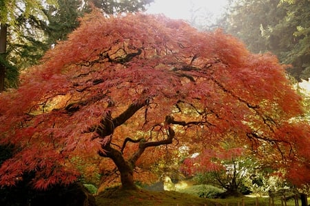 no_meetings_on_Monday - trees, nature, red, forest, tree