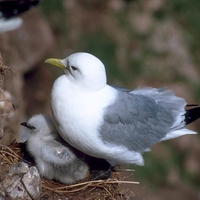 Bird w Chick