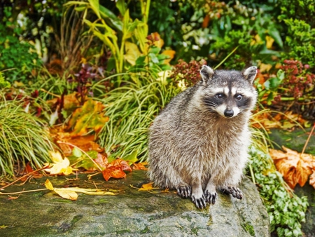 Raccoon - fall, raccoon, animal, autumn