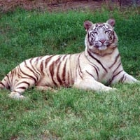 White Tiger