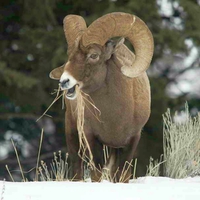 Bighorn-Sheep