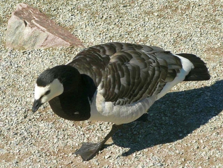 Barnacle-Goose - barnacle, cool, picture, goose