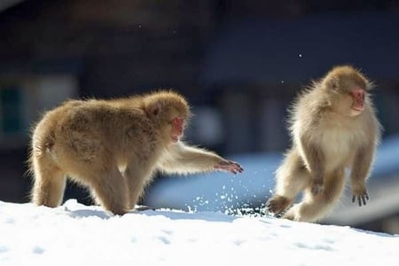 Monkeys - in winter, monkeys, picture, cool