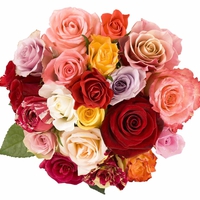 Roses for my dear friend Cynthia (Cab81122 )