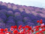 Beautiful flower field