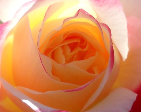 rose - bright, love, soft, rose, flower