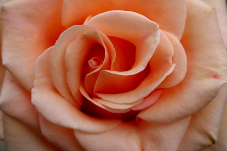 PEACH ROSE - pretty, rose, colour, peach