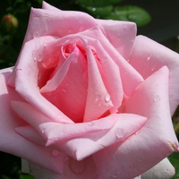 PERFECT PINK ROSE