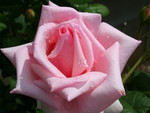 PERFECT PINK ROSE