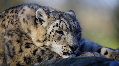 Snow Leopard - leopard, beautiful, snow leopard, cats, animals