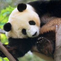 Giant Panda