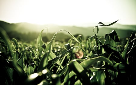 Grass - grass, nature, green, wallpaper