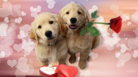 Puppys Love - roses, romantic, valentines day, pup, puppies, love, golden retriever, propose, dogs, ring, puppy, hearts