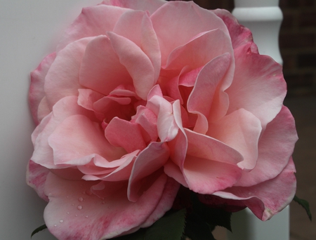 Friendship Pink Rose - white, pink, photography, green, flowers, rose